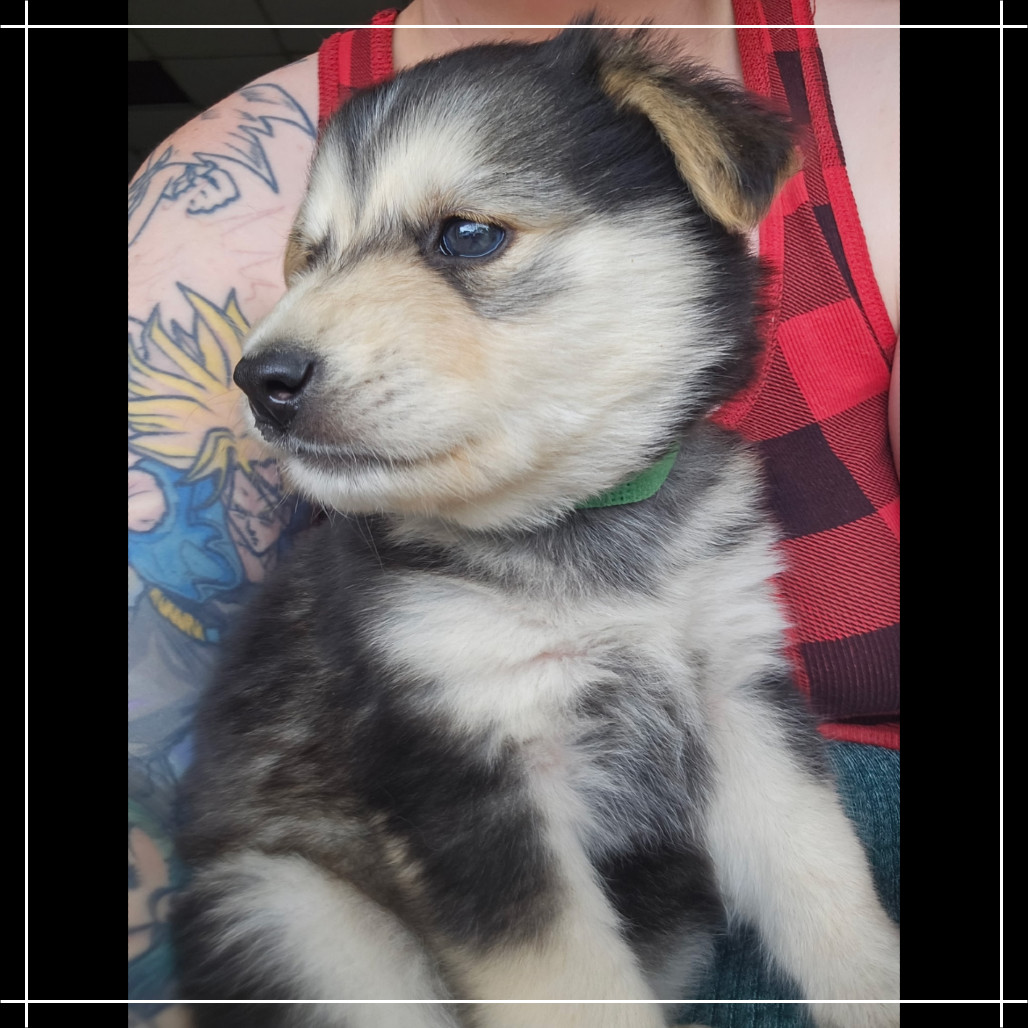 Mayhem (Green collar boy), an adoptable Mixed Breed in Bismarck, ND, 58507 | Photo Image 4