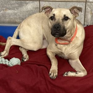 Simone, Adult Female unknown
