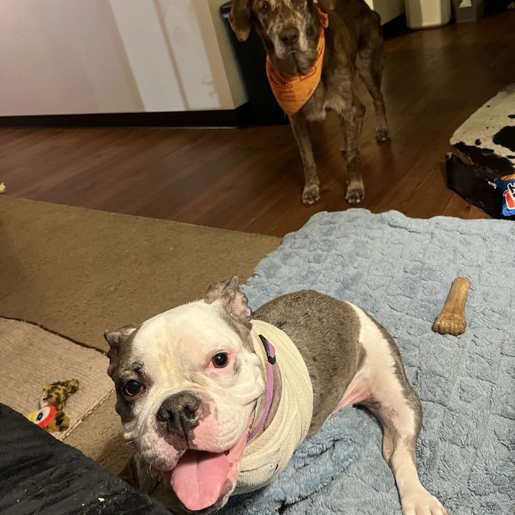 Delilah