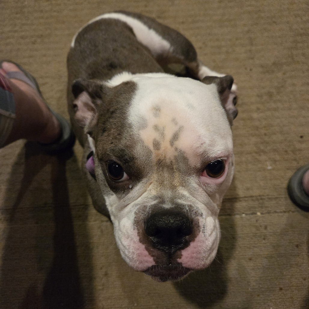 Delilah