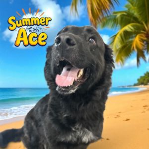 Ace, Adult Male unknown