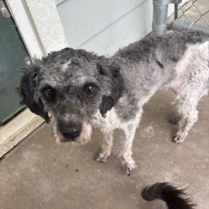 Gelato (bonded w/ Gigi), Adult Female unknown