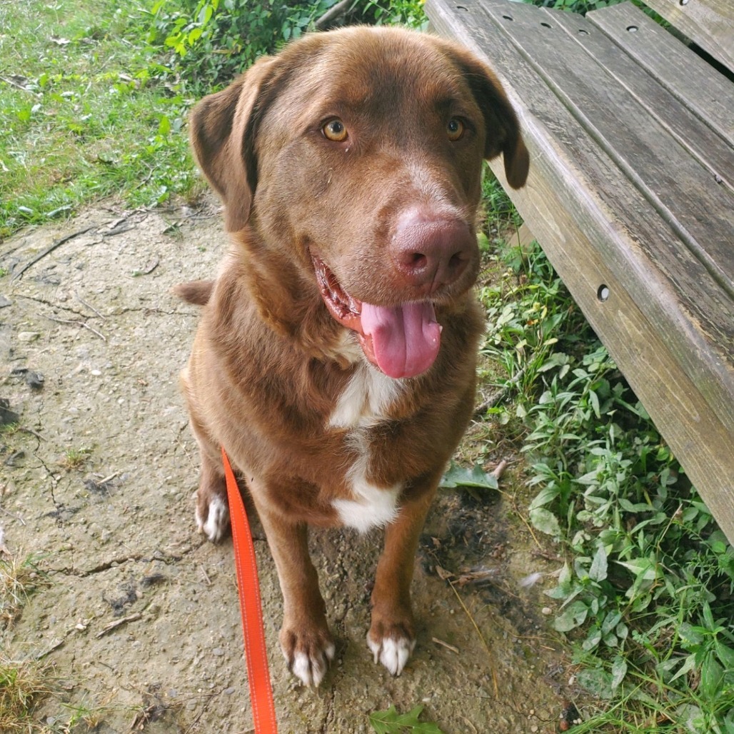 Sampson, an adoptable Leonberger, Labrador Retriever in Columbia Station, OH, 44028 | Photo Image 1