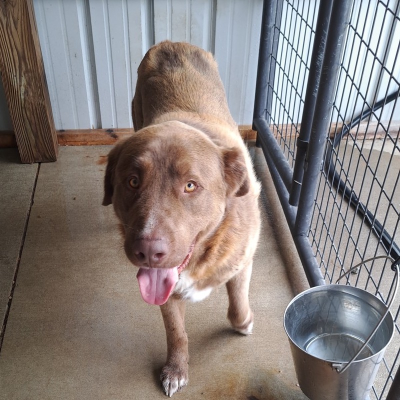 Sampson, an adoptable Leonberger, Labrador Retriever in Columbia Station, OH, 44028 | Photo Image 2