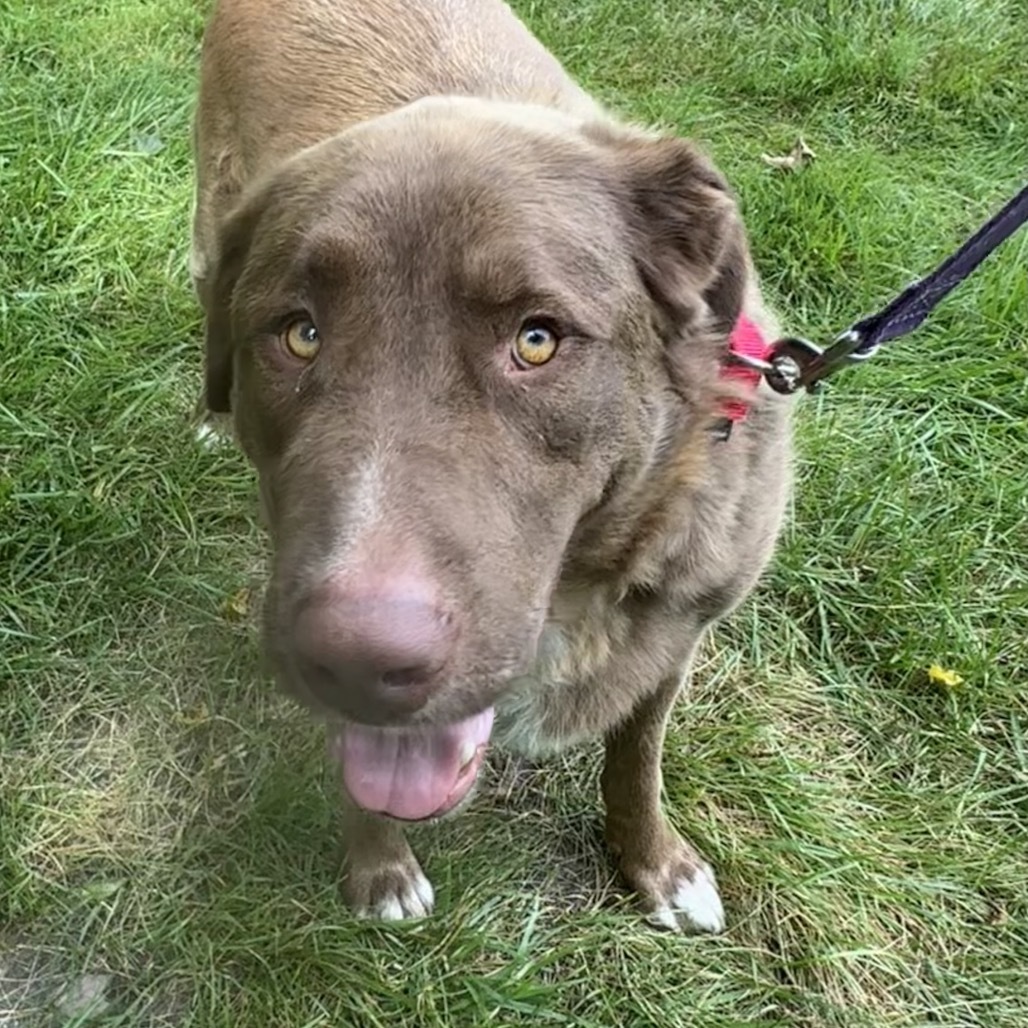 Sampson, an adoptable Leonberger, Labrador Retriever in Columbia Station, OH, 44028 | Photo Image 3