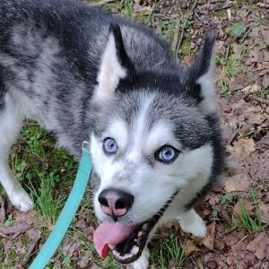 Daisy Marie, Senior Female unknown
