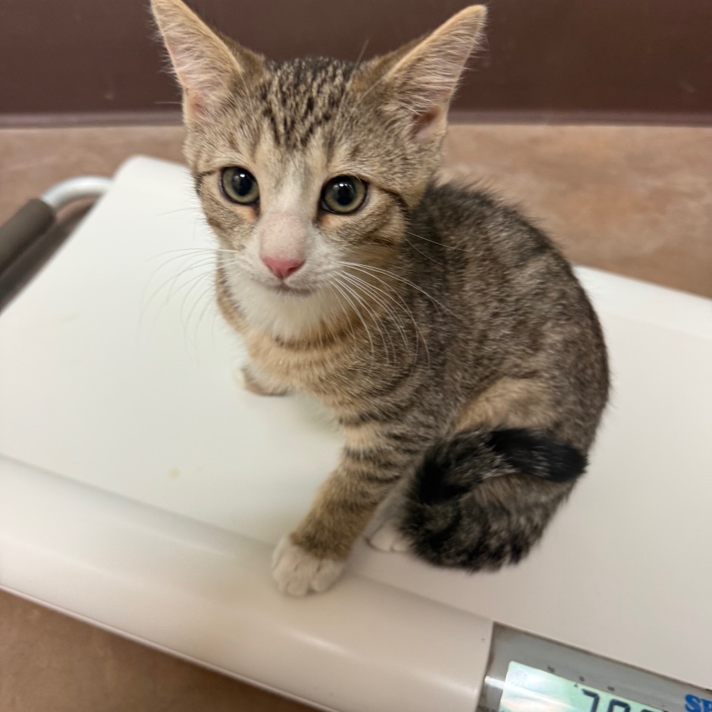 Calispell - Playful & Independent! Good w/ Cats!, an adoptable Domestic Short Hair in Flagstaff, AZ, 86004 | Photo Image 1