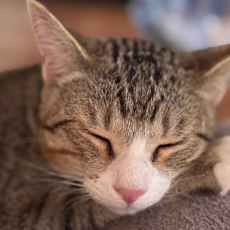 Calispell - Playful & Independent! Good w/ Cats!, an adoptable Domestic Short Hair in Flagstaff, AZ, 86004 | Photo Image 2