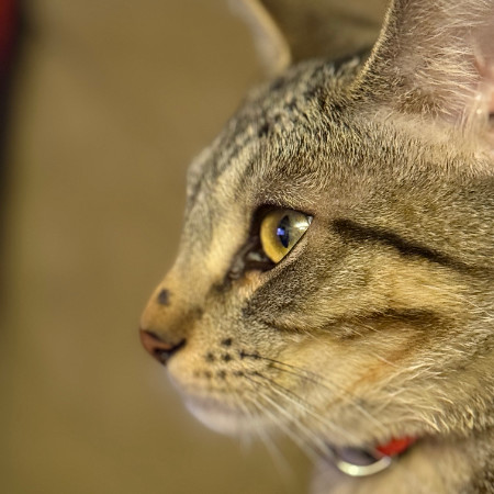 Calispell - Playful & Independent! Good w/ Cats!, an adoptable Domestic Short Hair in Flagstaff, AZ, 86004 | Photo Image 3