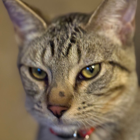 Calispell - Playful & Independent! Good w/ Cats!, an adoptable Domestic Short Hair in Flagstaff, AZ, 86004 | Photo Image 4