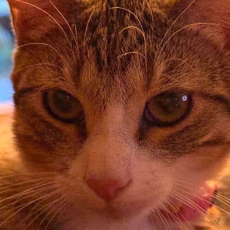 Calispell - Playful & Independent! Good w/ Cats!, an adoptable Domestic Short Hair in Flagstaff, AZ, 86004 | Photo Image 5