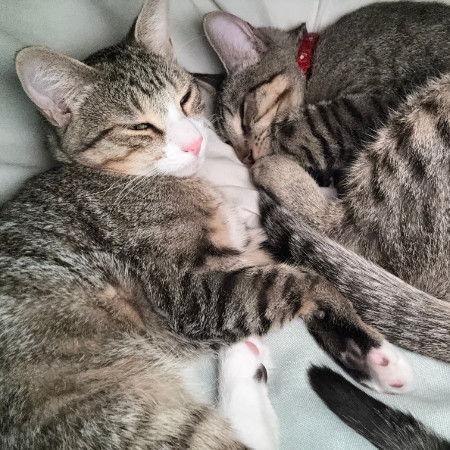 Calispell - Playful & Independent! Good w/ Cats!, an adoptable Domestic Short Hair in Flagstaff, AZ, 86004 | Photo Image 6