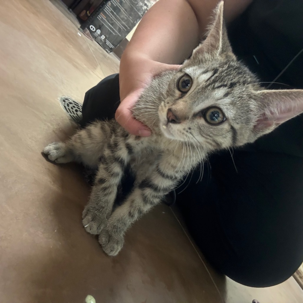 Tico - Shy, but Sweet! Good w/ Cats!