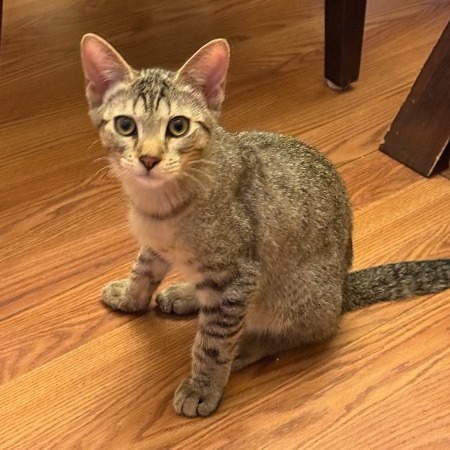 Tico - Shy, but Sweet! Good w/ Cats!