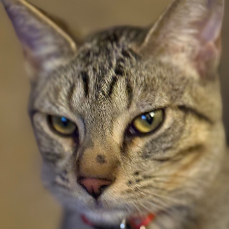 Tico - Shy, but Sweet! Good w/ Cats!, an adoptable Domestic Short Hair in Flagstaff, AZ, 86004 | Photo Image 4