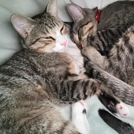 Tico - Shy, but Sweet! Good w/ Cats!, an adoptable Domestic Short Hair in Flagstaff, AZ, 86004 | Photo Image 6