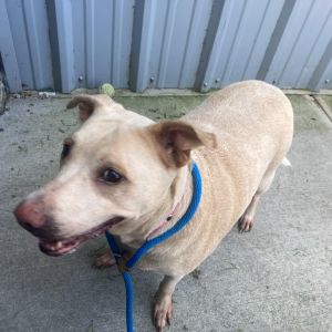 Tammy, Adult Female unknown