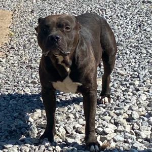 Bruce Wayne, Adult Male unknown