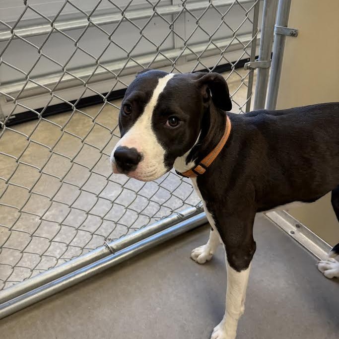 Leia, an adoptable Pit Bull Terrier in Cody, WY, 82414 | Photo Image 1