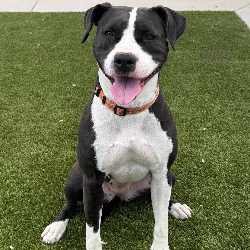 Leia, an adoptable Pit Bull Terrier in Cody, WY, 82414 | Photo Image 1