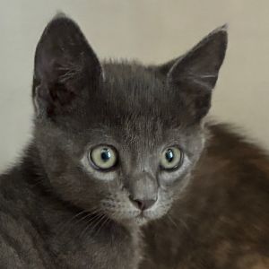 Gandalf, Baby Male unknown