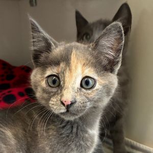 Galadriel, Baby Female unknown