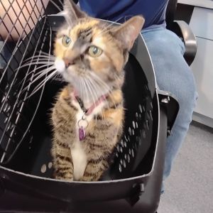 Chanel, Adult Female unknown