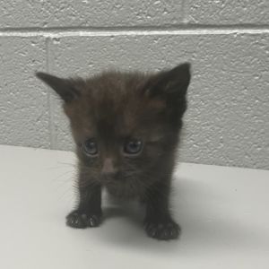 Jaguar, Baby Female unknown