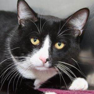 Oreo, Adult Male unknown