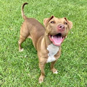 Splootie Mae, Adult Female unknown