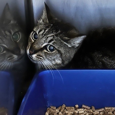 Spitzie, an adoptable American Shorthair, Domestic Short Hair in Coos Bay, OR, 97420 | Photo Image 2