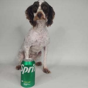 Sprite, Adult Female unknown