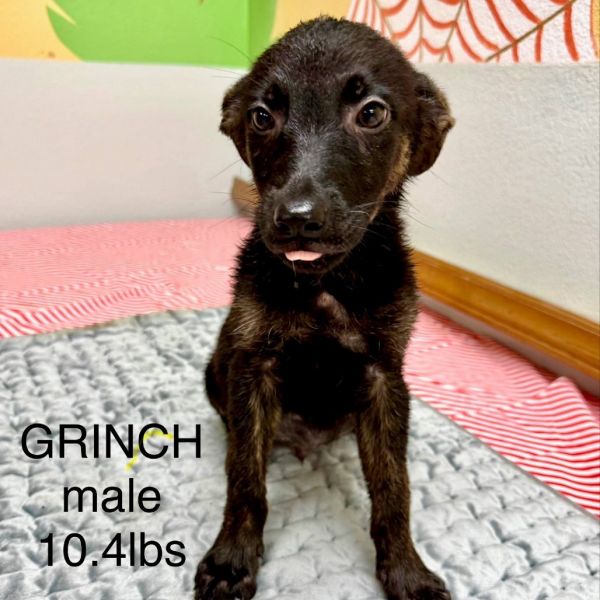 Grinch thumbnail 2
