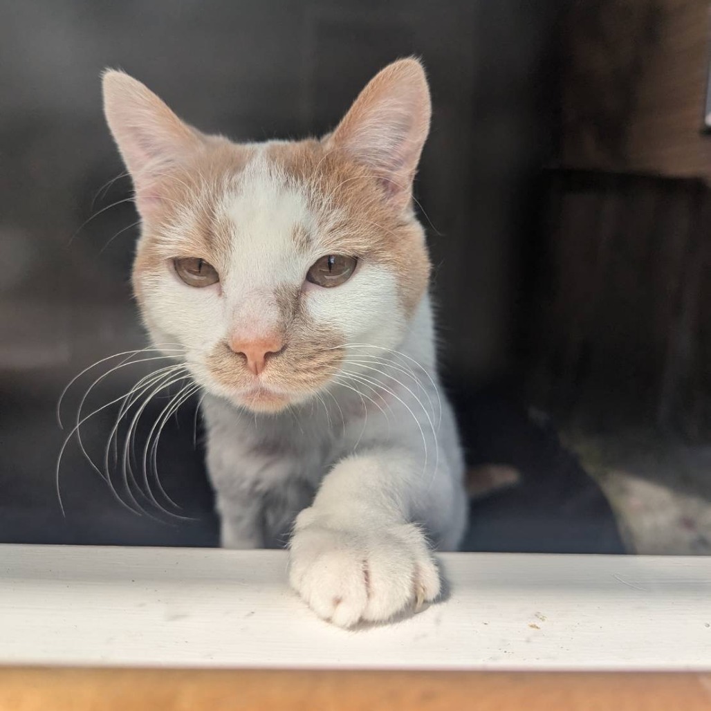 Chicken, an adoptable Domestic Short Hair in Lions Bay, BC, V0N 2E0 | Photo Image 1