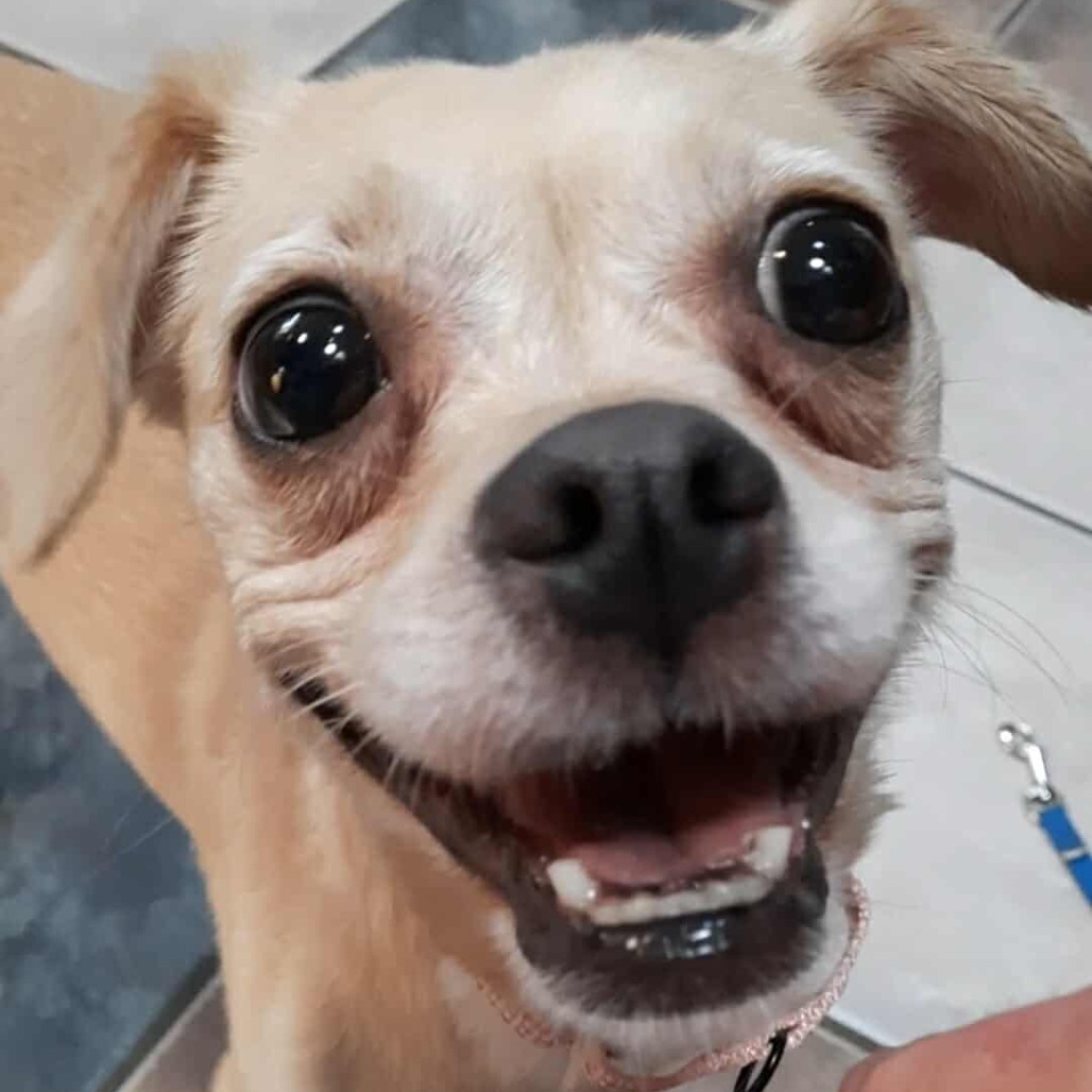 Nala