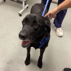 Tyson2, Senior Male unknown