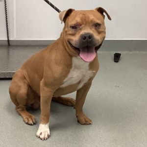 Ralphie, Adult Male unknown