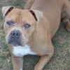Ralphie photo 4