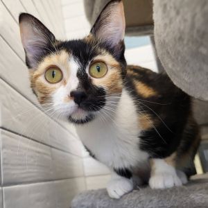 Dahpne American Shorthair Cat