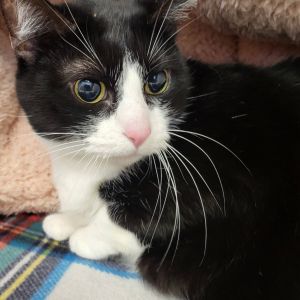 Princess Diana Domestic Short Hair Cat