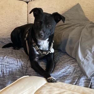 Wheeler is a medium sized 40-45 lbs black and white dog with brown eyes He is very sweet and prot