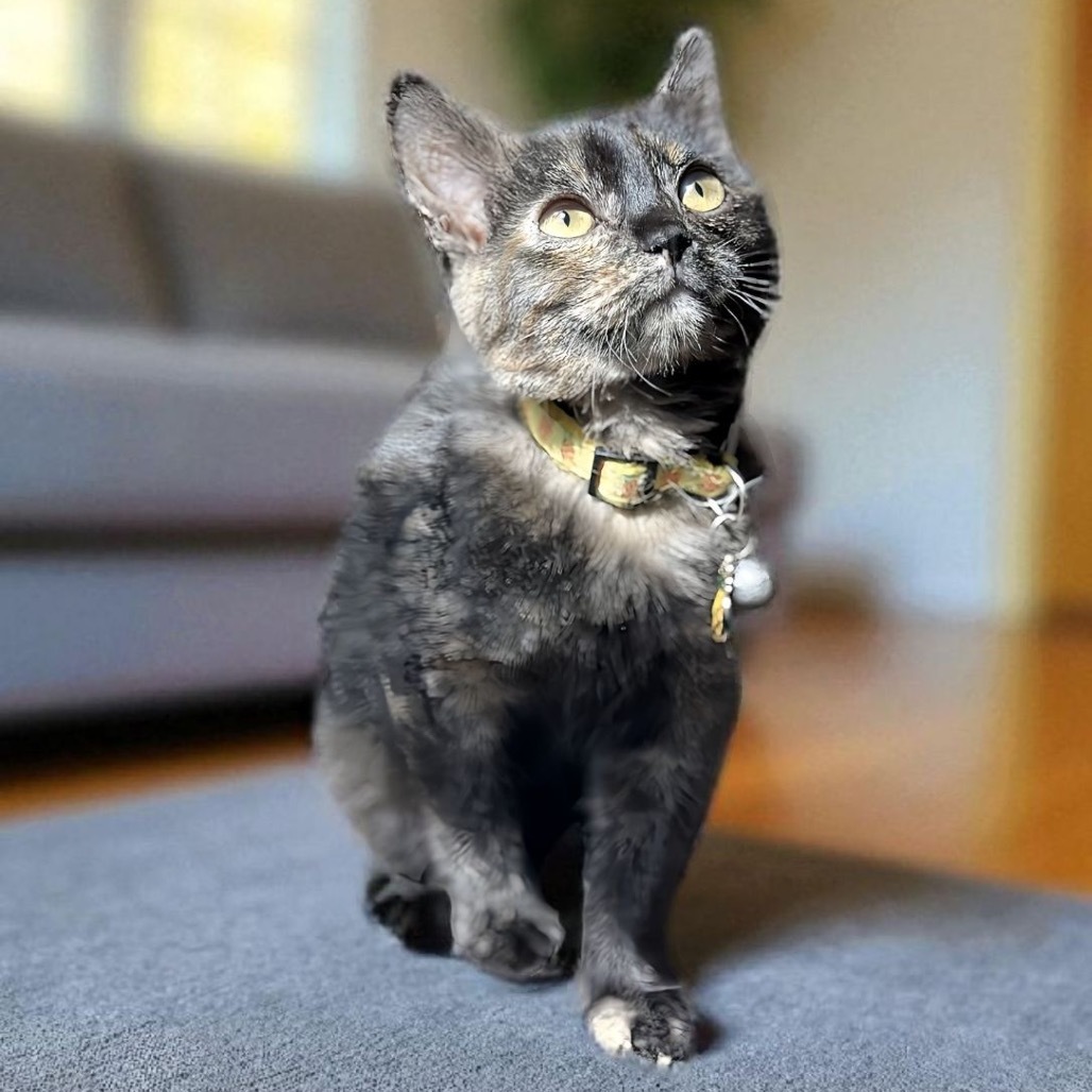 Hazel