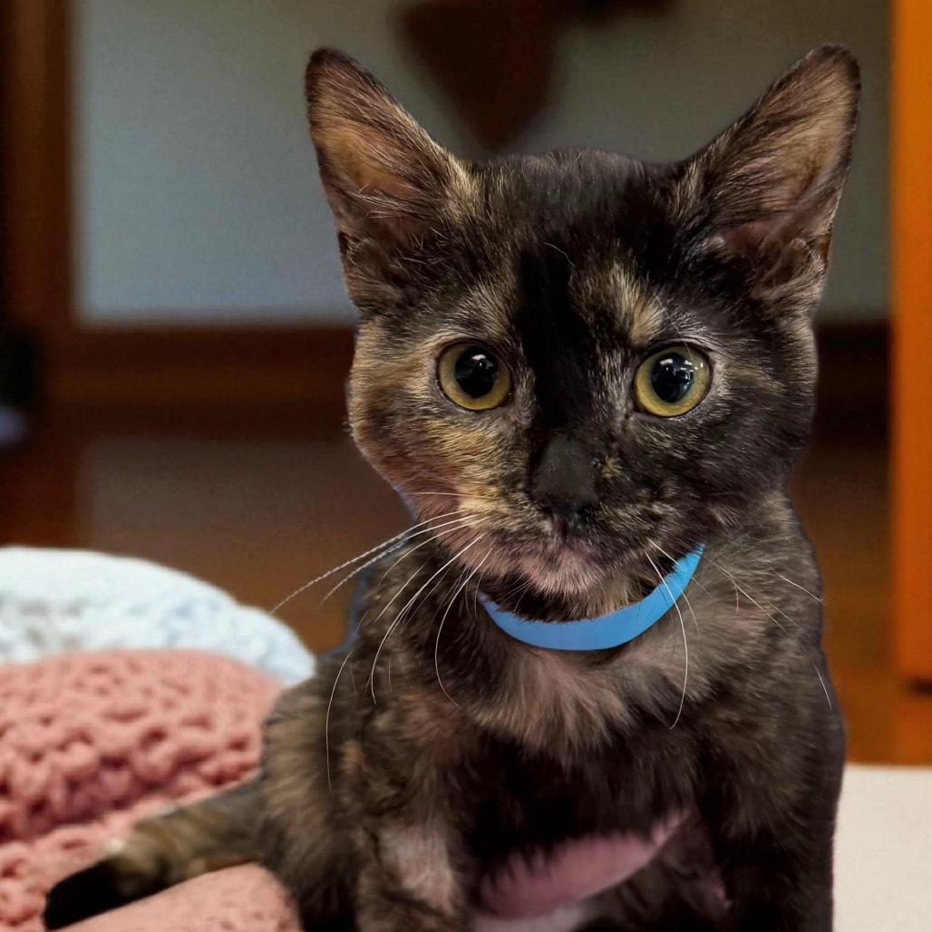 Hazel