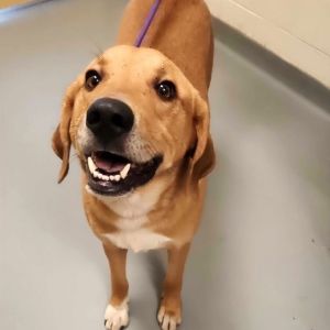 Waffles, Adult Male unknown
