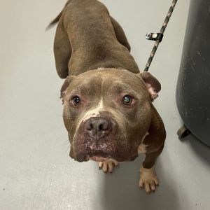 Debo, Adult Male unknown