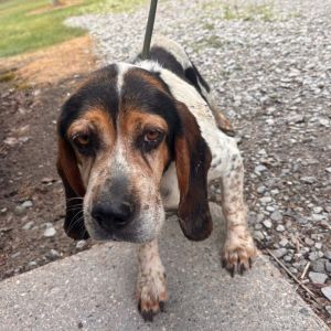 Lucy, Senior Female unknown