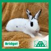 Bridget photo 1