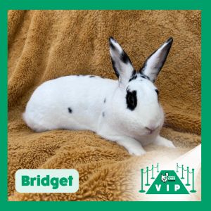 Bridget, Adult Female unknown