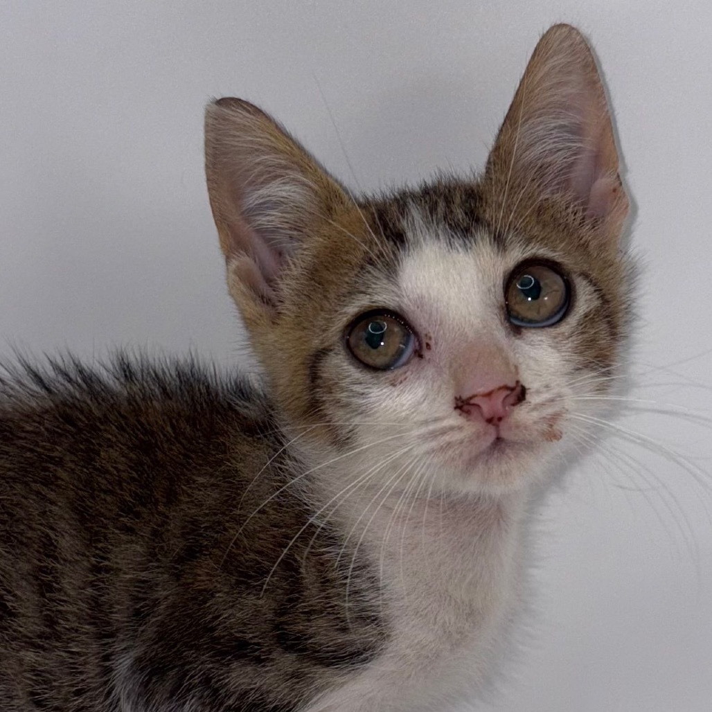 Lulu, an adoptable Domestic Short Hair in Rio Grande, PR, 00745 | Photo Image 1