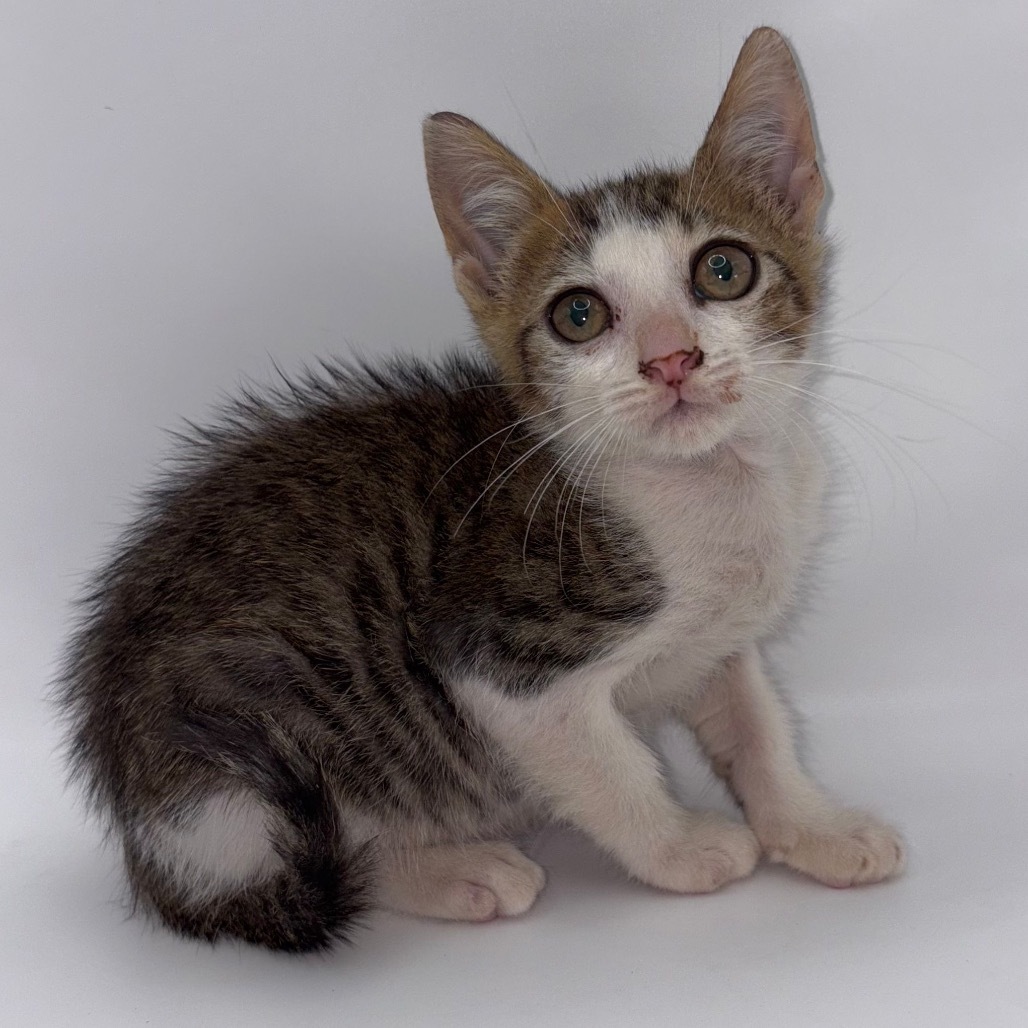 Lulu, an adoptable Domestic Short Hair in Rio Grande, PR, 00745 | Photo Image 2
